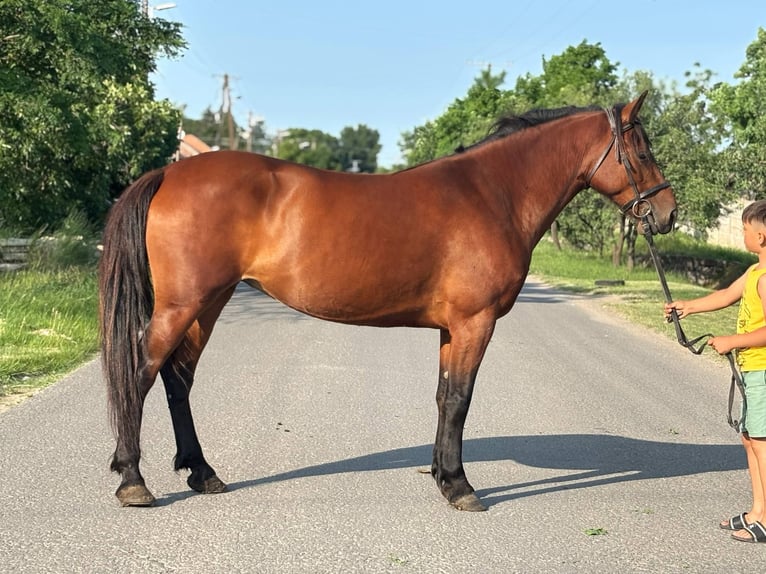 More ponies/small horses Mare 7 years 14,2 hh Brown in B&#xE9;k&#xE9;s