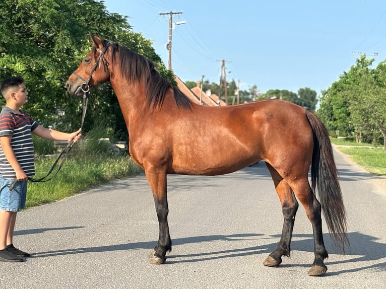 More ponies/small horses Mare 7 years 14,2 hh Brown in B&#xE9;k&#xE9;s