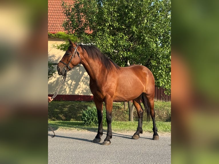 More ponies/small horses Mare 7 years 14,2 hh Brown in B&#xE9;k&#xE9;s