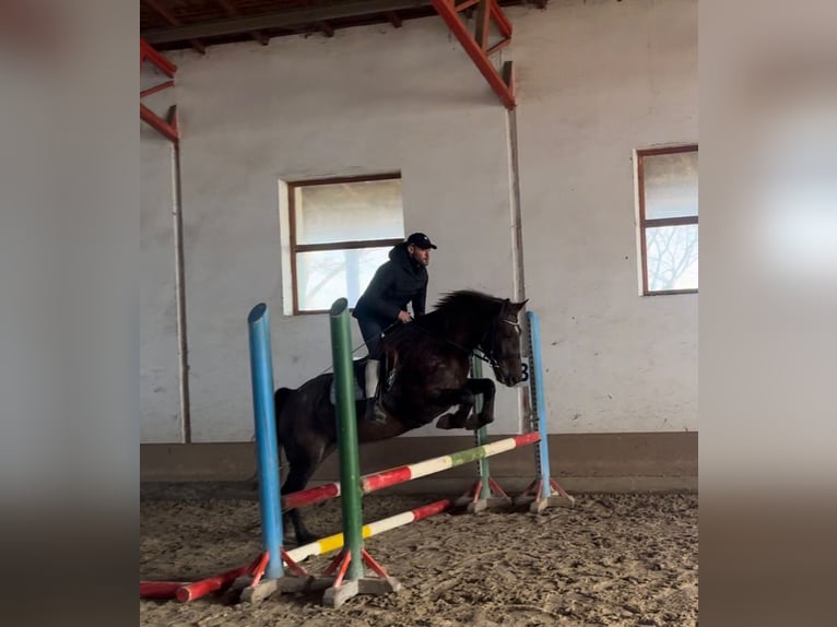 More ponies/small horses Mare 7 years 14,2 hh Brown in Békéscsaba
