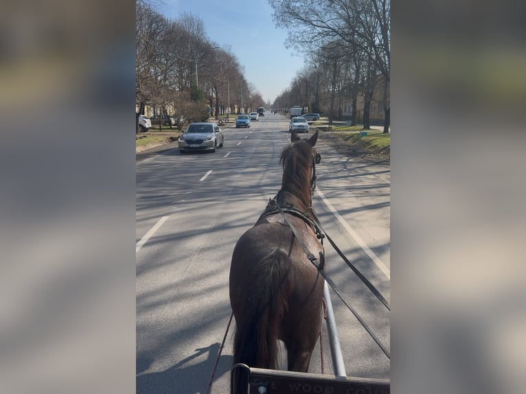 More ponies/small horses Mare 7 years 14,2 hh Brown in Békéscsaba