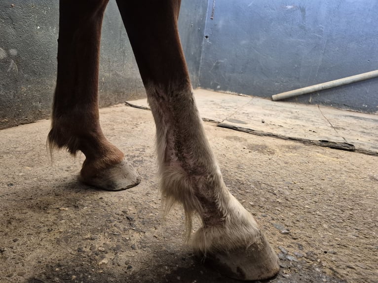 More ponies/small horses Mix Mare 7 years 14,2 hh Chestnut in Alpen
