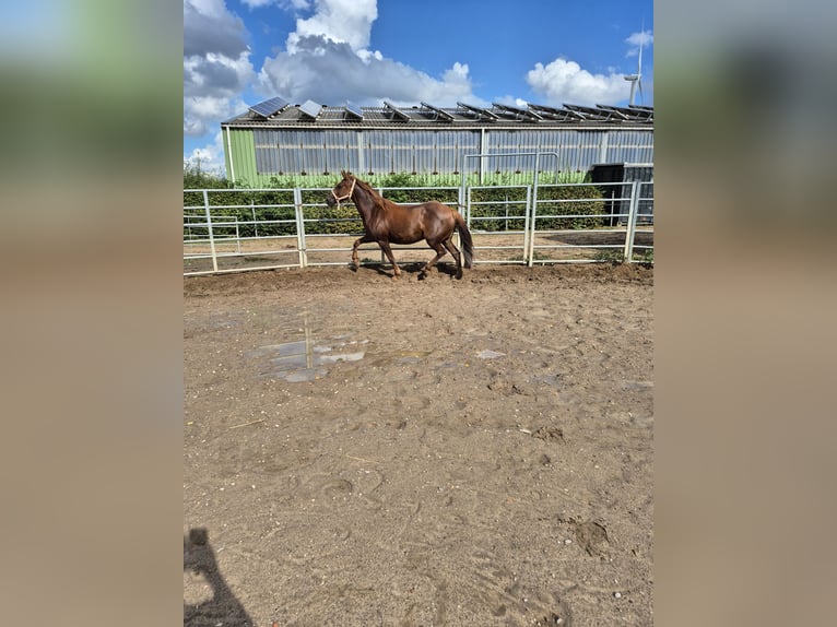 More ponies/small horses Mix Mare 7 years 14,2 hh Chestnut in Alpen