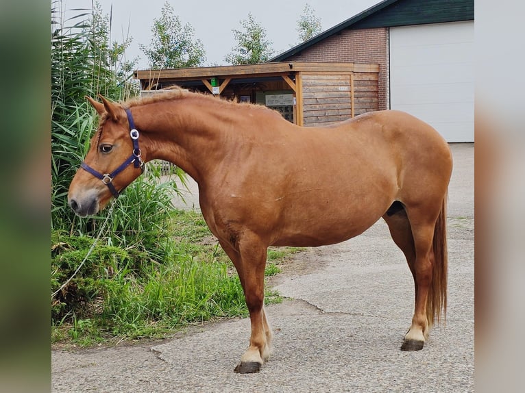 More ponies/small horses Mix Mare 7 years 14,2 hh Chestnut-Red in Someren