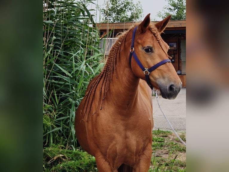 More ponies/small horses Mix Mare 7 years 14,2 hh Chestnut-Red in Someren