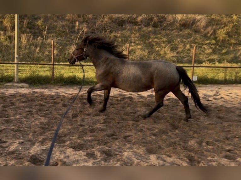 More ponies/small horses Mix Mare 7 years 14,3 hh Dun in Bürstadt