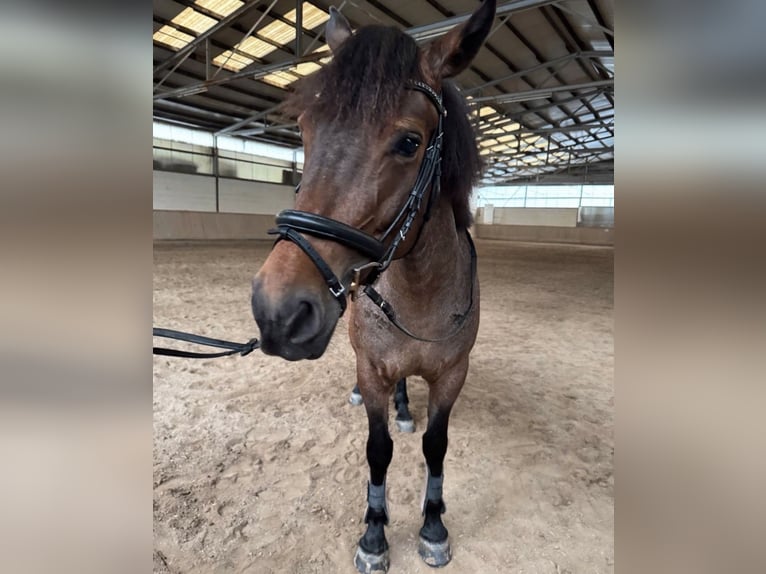 More ponies/small horses Mix Mare 7 years 14,3 hh Dun in Bürstadt