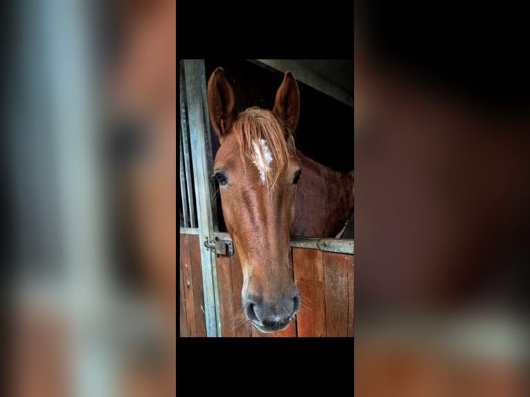 More ponies/small horses Mare 7 years 15 hh Chestnut in Sassenheim