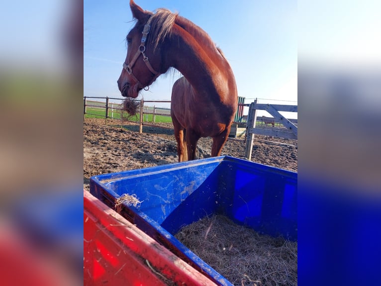 More ponies/small horses Mare 7 years 15 hh Chestnut in Sassenheim