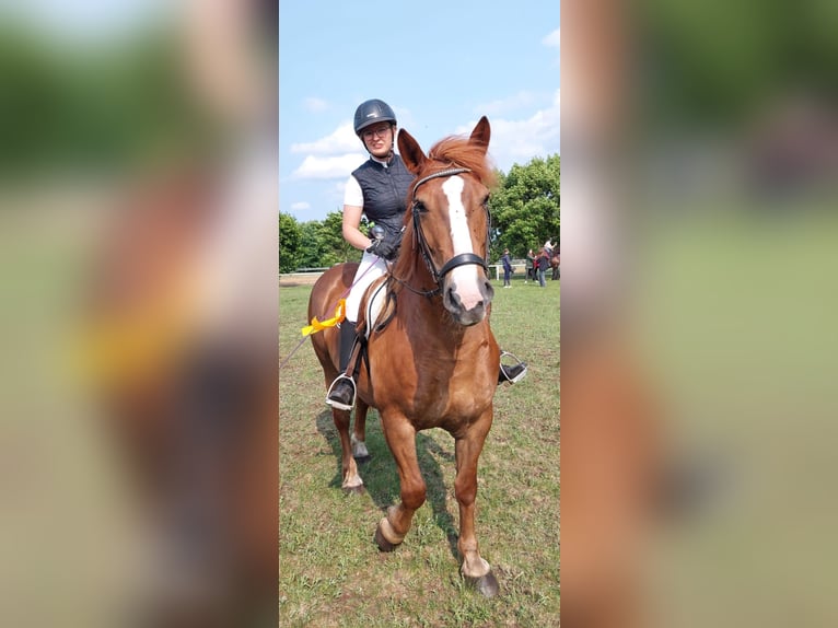 More ponies/small horses Mare 7 years 15 hh Chestnut-Red in Bad Laer