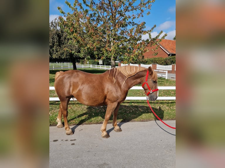 More ponies/small horses Mare 7 years 15 hh Chestnut-Red in Bad Laer