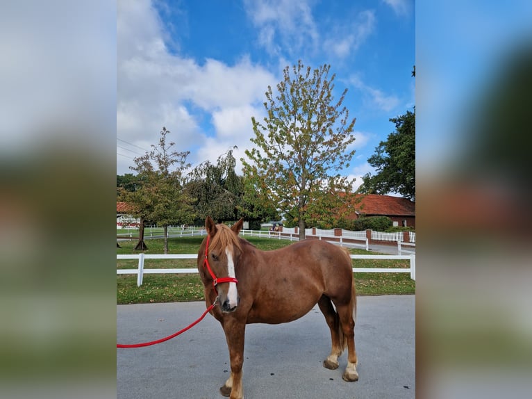 More ponies/small horses Mare 7 years 15 hh Chestnut-Red in Bad Laer