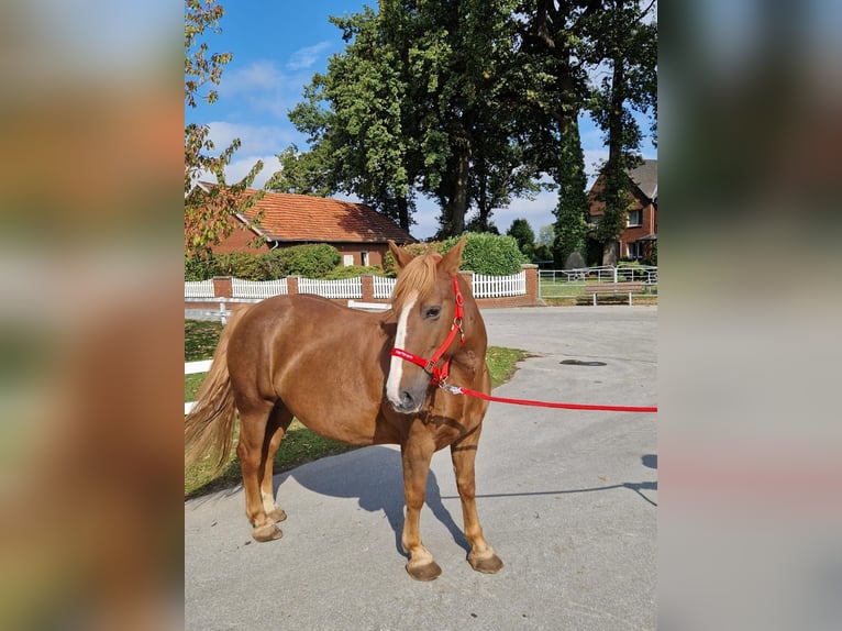 More ponies/small horses Mare 7 years 15 hh Chestnut-Red in Bad Laer