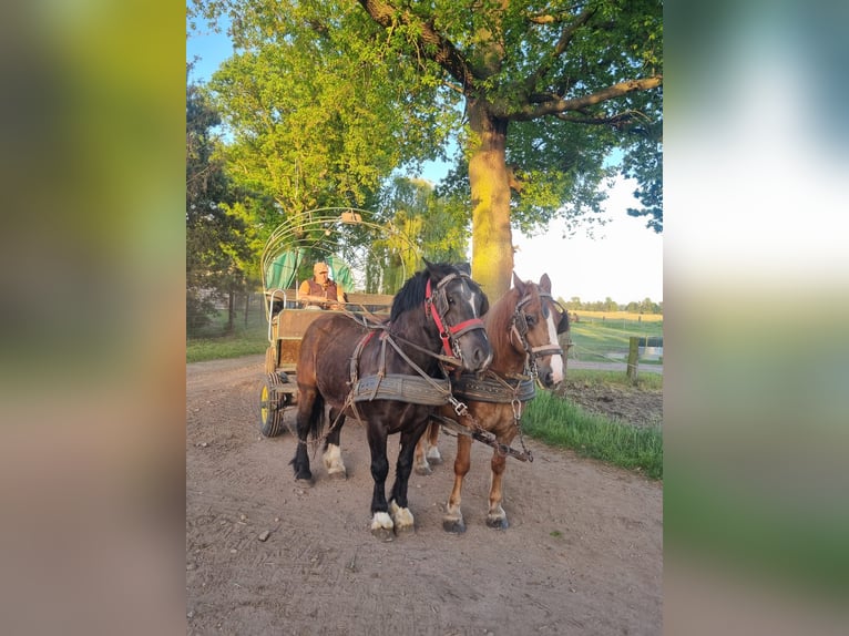 More ponies/small horses Mare 7 years 15 hh Chestnut-Red in Bad Laer