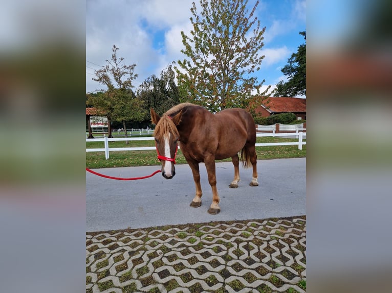 More ponies/small horses Mare 7 years 15 hh Chestnut-Red in Bad Laer