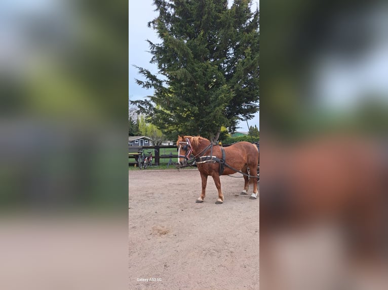 More ponies/small horses Mare 7 years 15 hh Chestnut-Red in Bad Laer