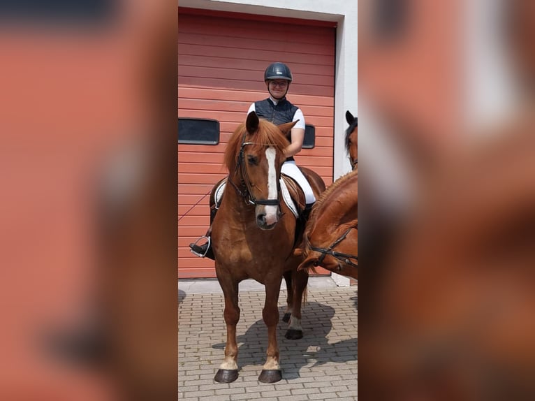 More ponies/small horses Mare 7 years 15 hh Chestnut-Red in Bad Laer