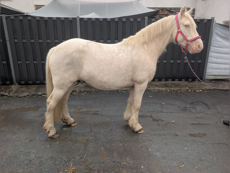 More ponies/small horses Mare 7 years 15 hh Cremello in Morsbach