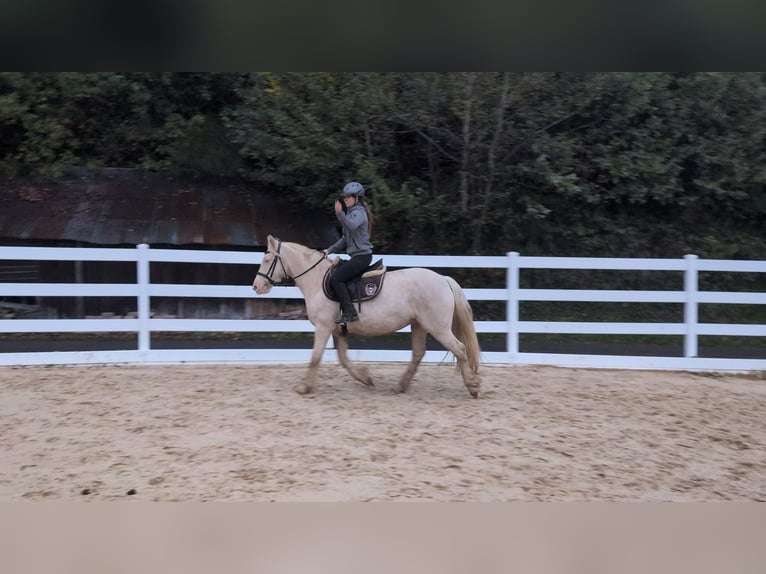 More ponies/small horses Mare 7 years 15 hh Cremello in Morsbach