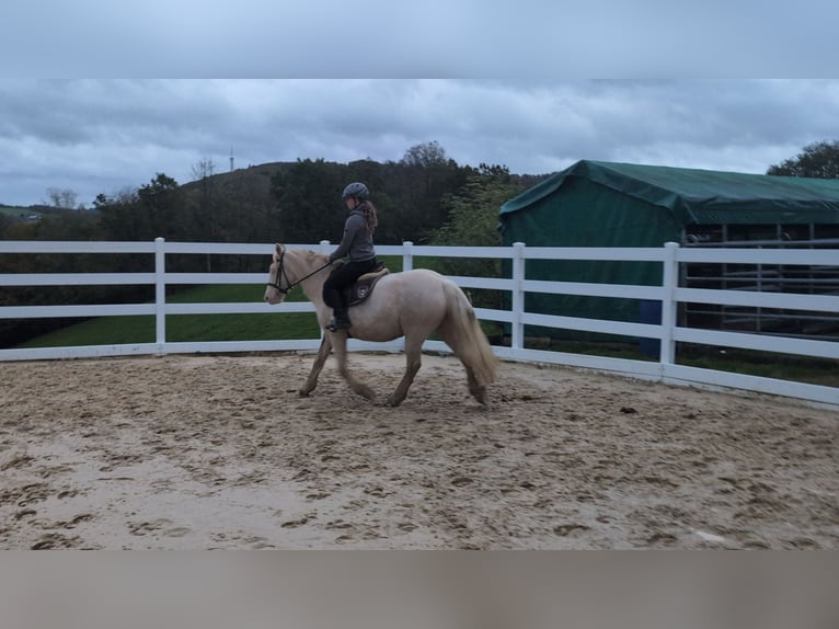 More ponies/small horses Mare 7 years 15 hh Cremello in Morsbach