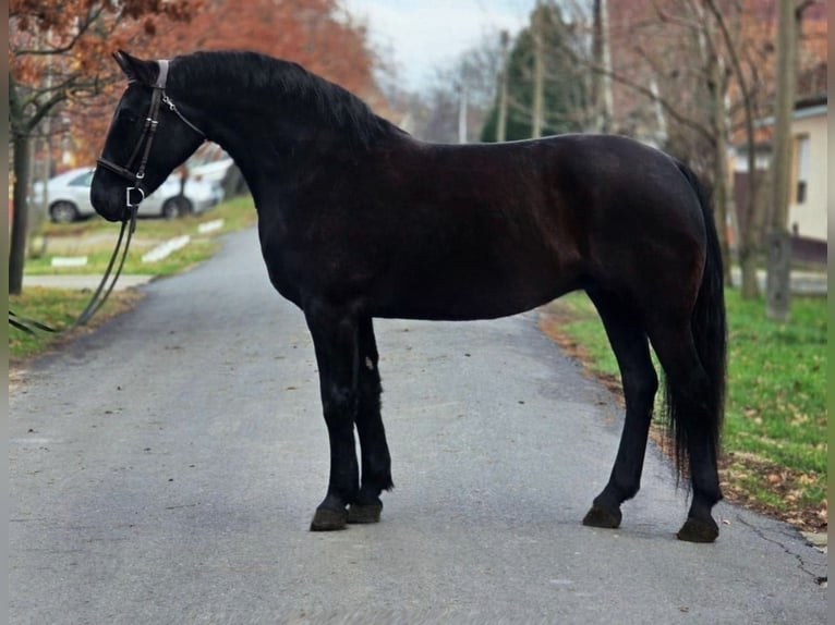 More ponies/small horses Mare 7 years 15,1 hh Black in B&#xE9;k&#xE9;scsaba