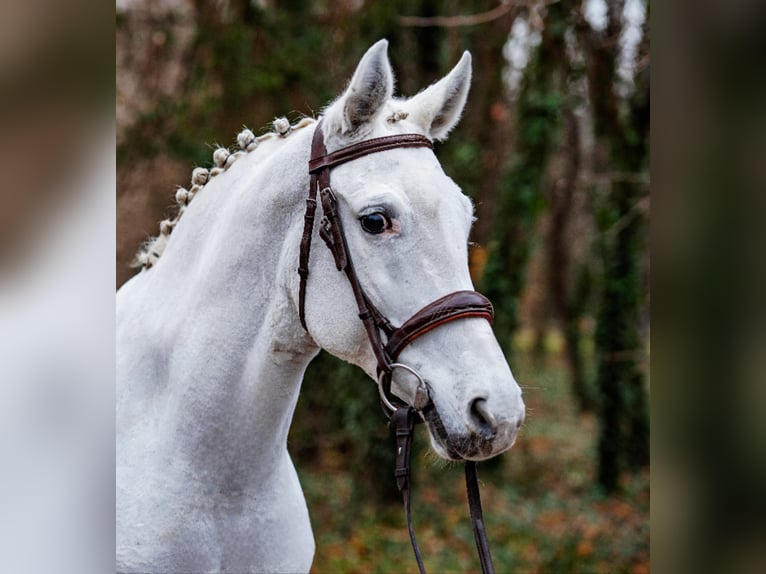 More ponies/small horses Mare 7 years 15,1 hh Grey in B&#xE9;k&#xE9;scsaba
