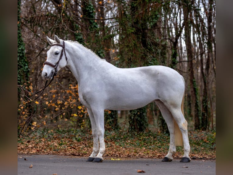 More ponies/small horses Mare 7 years 15,1 hh Grey in B&#xE9;k&#xE9;scsaba