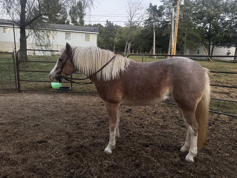More ponies/small horses Mare 8 years 11.2 hh Roan-Red in Lamar