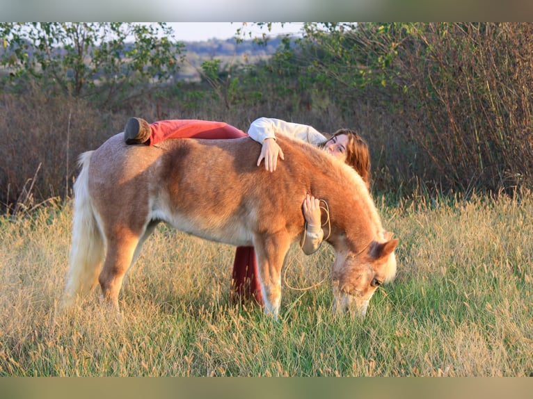 More ponies/small horses Mare 8 years 11.2 hh Roan-Red in Lamar