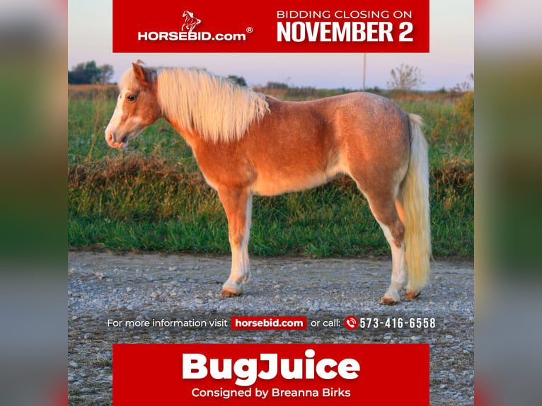 More ponies/small horses Mare 8 years 11.2 hh Roan-Red in Lamar