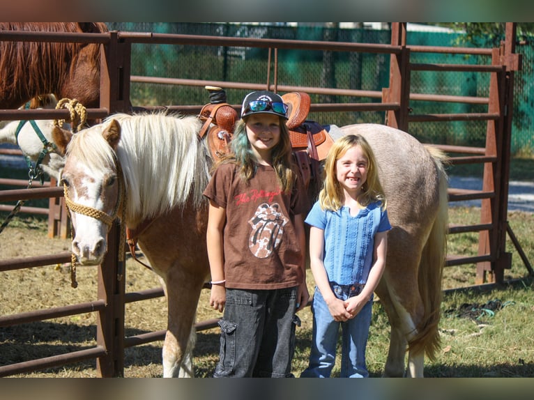 More ponies/small horses Mare 8 years 11.2 hh Roan-Red in Lamar