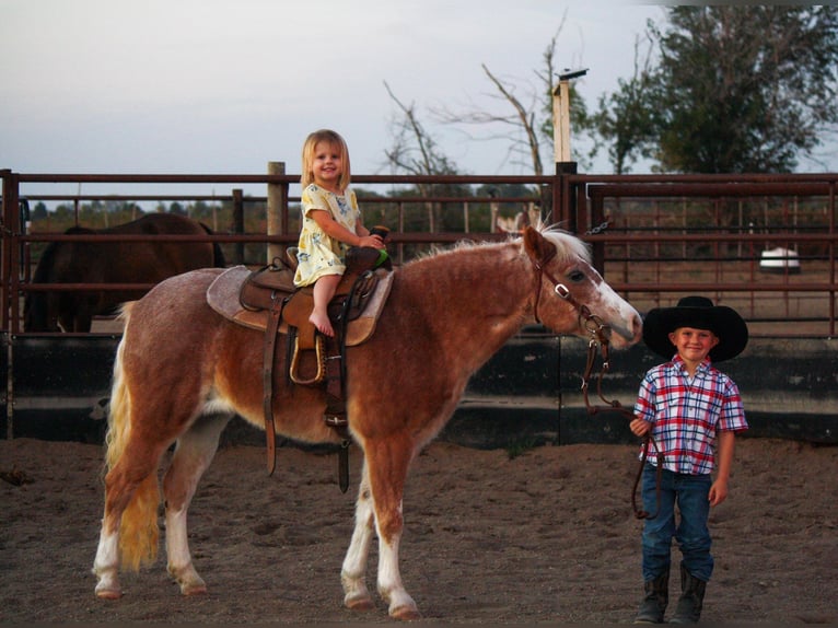 More ponies/small horses Mare 8 years 11.2 hh Roan-Red in Lamar