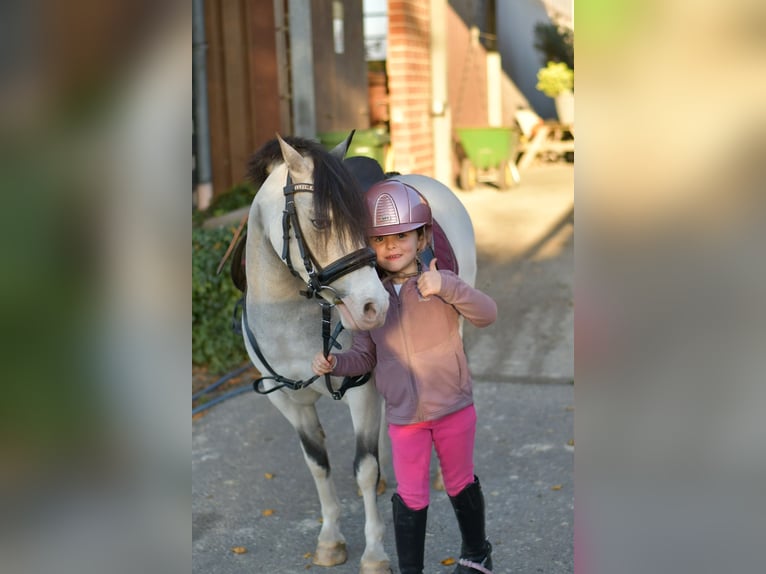 More ponies/small horses Mare 8 years 11,1 hh Red Dun in Geilenkirchen