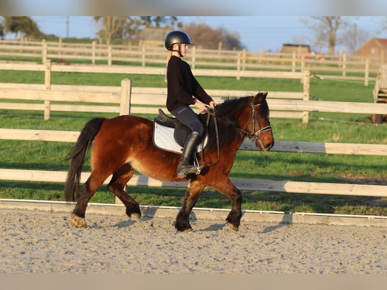 More ponies/small horses Mare 8 years 11,2 hh Brown in Bogaarden