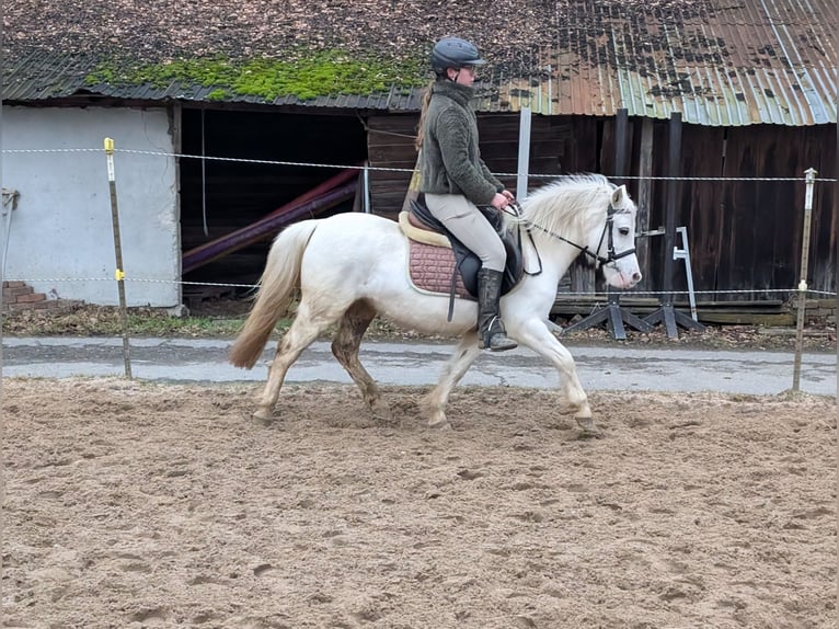 More ponies/small horses Mare 8 years 11,2 hh Grey in Morsbach