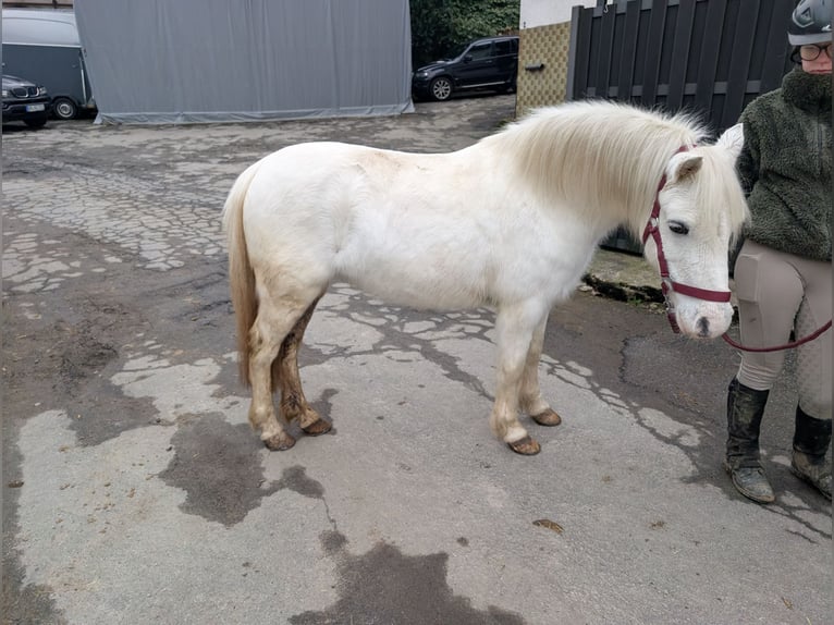 More ponies/small horses Mare 8 years 11,2 hh Grey in Morsbach