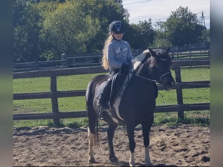 More ponies/small horses Mare 8 years 12,2 hh Pinto in Rechnitz