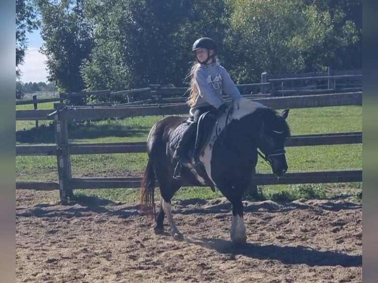 More ponies/small horses Mare 8 years 12,2 hh Pinto in Rechnitz