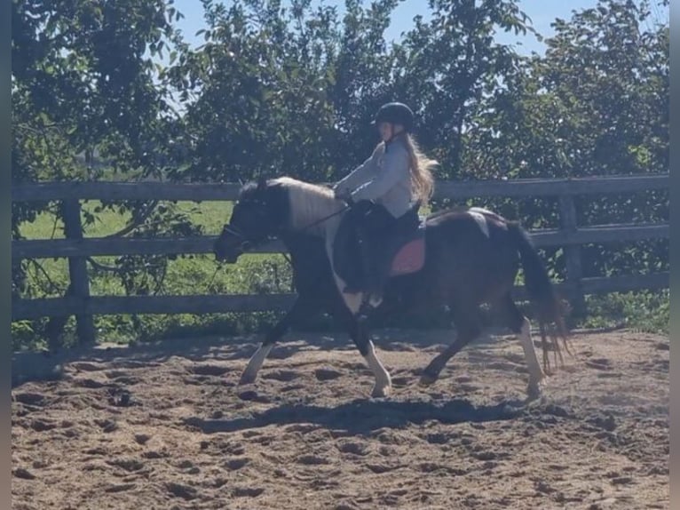 More ponies/small horses Mare 8 years 12,2 hh Pinto in Rechnitz