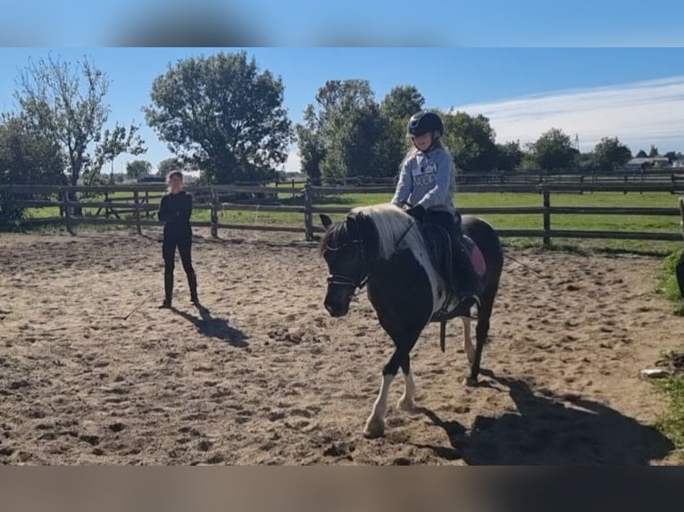More ponies/small horses Mare 8 years 12,2 hh Pinto in Rechnitz