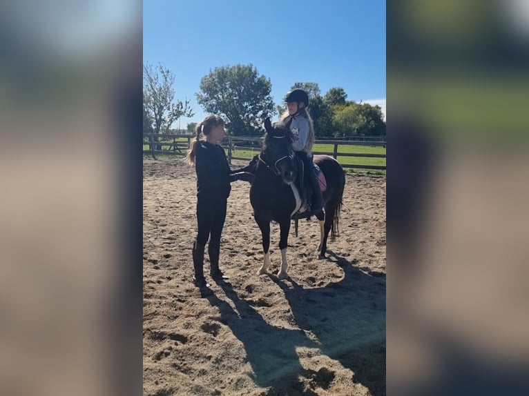 More ponies/small horses Mare 8 years 12,2 hh Pinto in Rechnitz