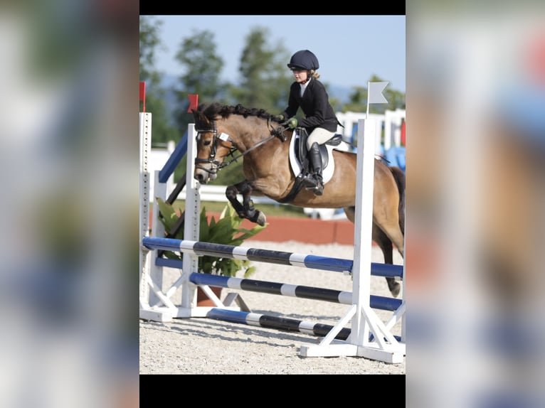 More ponies/small horses Mare 8 years 12 hh Brown in Mieming