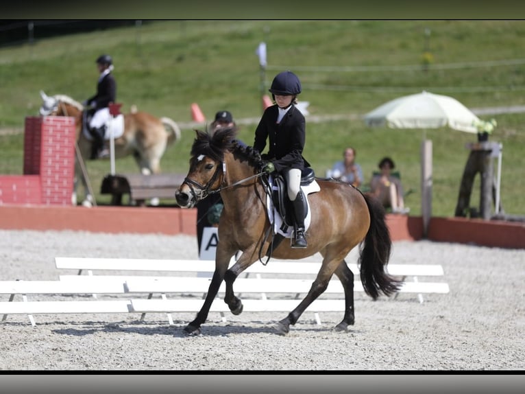 More ponies/small horses Mare 8 years 12 hh Brown in Mieming