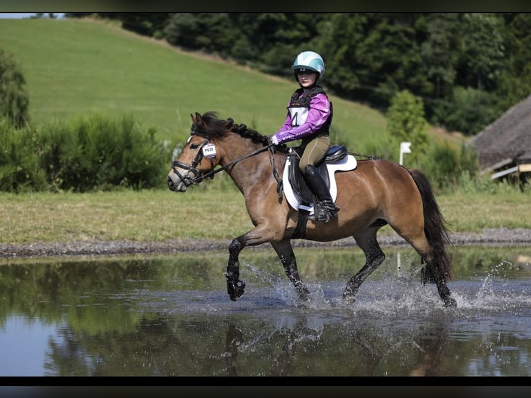 More ponies/small horses Mare 8 years 12 hh Brown in Mieming