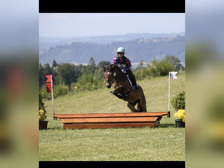 More ponies/small horses Mare 8 years 12 hh Brown in Mieming