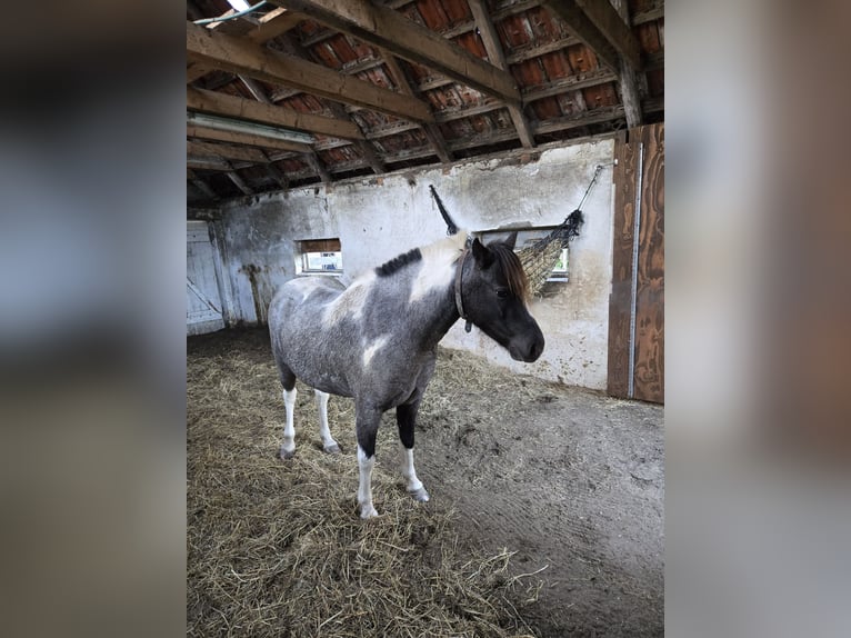 More ponies/small horses Mix Mare 8 years 12,1 hh Pinto in Wittmund