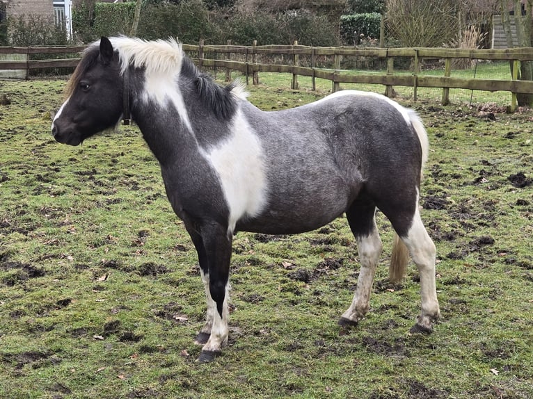 More ponies/small horses Mix Mare 8 years 12,1 hh Pinto in Wittmund