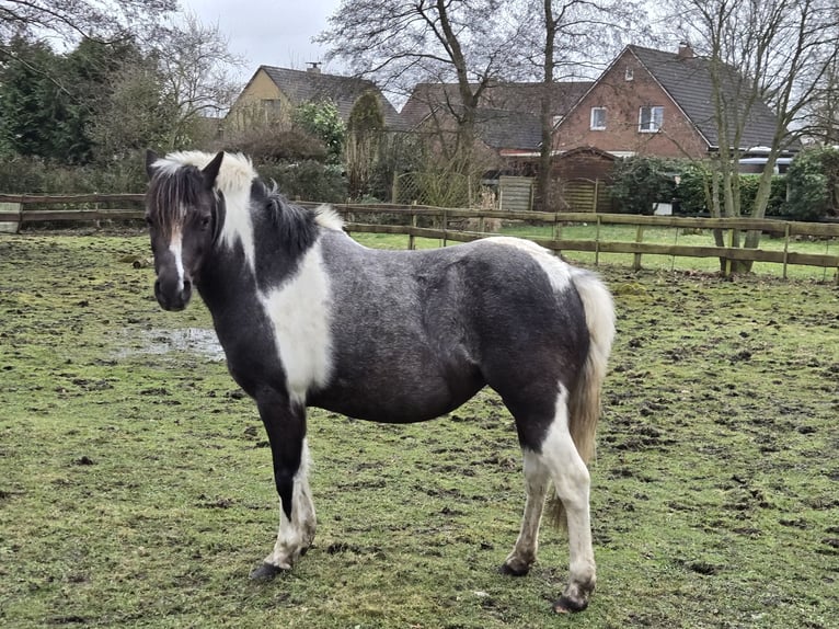 More ponies/small horses Mix Mare 8 years 12,1 hh Pinto in Wittmund