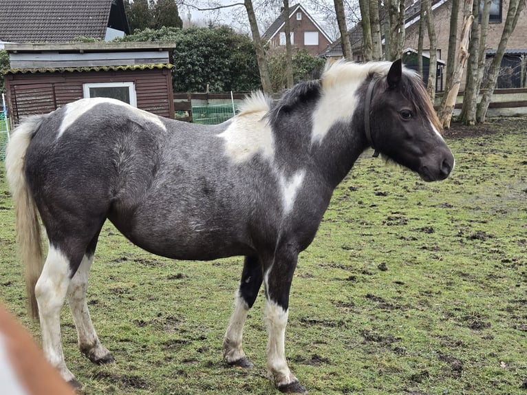 More ponies/small horses Mix Mare 8 years 12,1 hh Pinto in Wittmund
