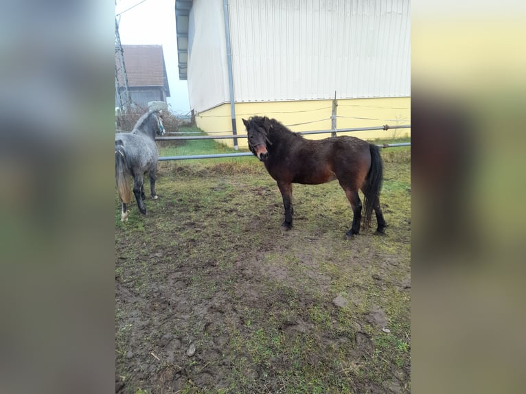 More ponies/small horses Mix Mare 8 years 12,2 hh Brown in Bad Saulgau